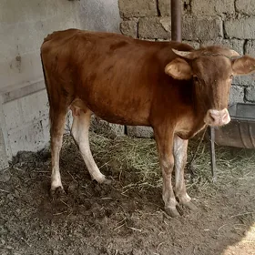 goleli sygyr