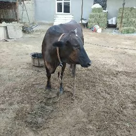 Sygyr
