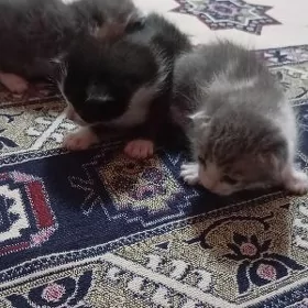 Pişik