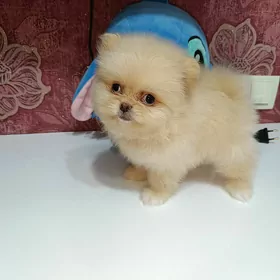 Померанский Шпиц