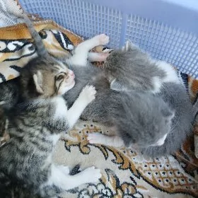 кошка котёнок  pisik