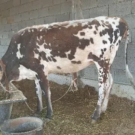 Goleli sygyr