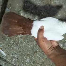 kepderi