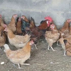 towuk