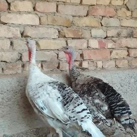 baysow horaz , induklar