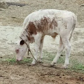 golelı sıgır