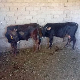 2 sany okuz