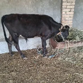 окиз