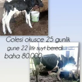 GOLELI SYGYRLAR 5 SANY