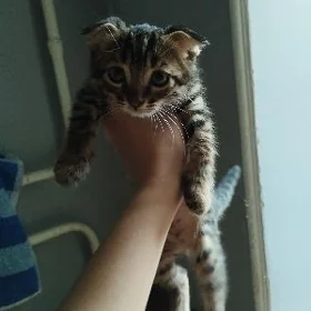 Котята!!!