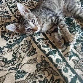 котёнок