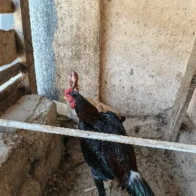 Taşkent horaz