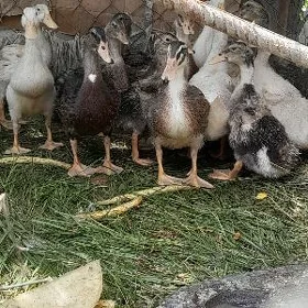 ördek gak gak