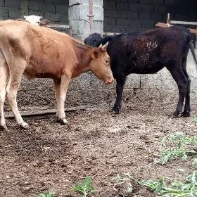 öküz tuwe
