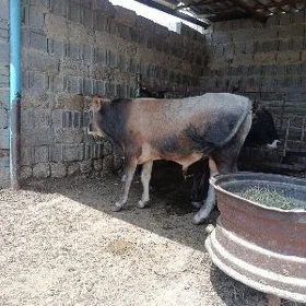 şwes okuz 2 sani