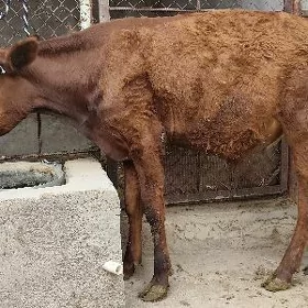 Öküz