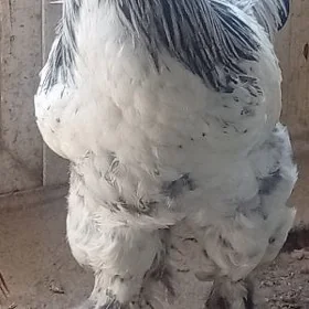 Brama