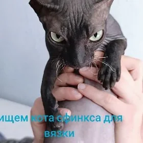 сфинкс