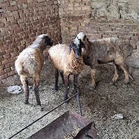 işek