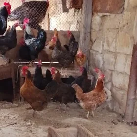 El towuklar