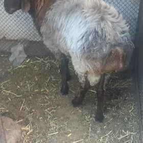 goç gisar