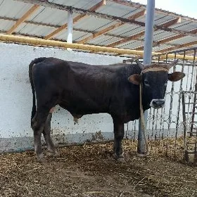 Uly öküz