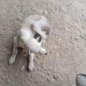 tazi