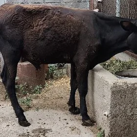 öküz