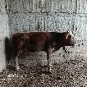 öküz