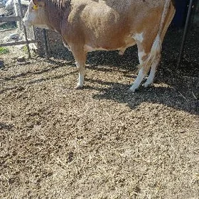 Öküz