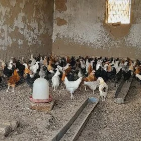 3 aylyk juyje