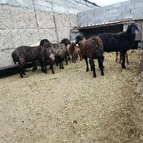 işek.kurti