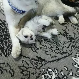 катёнок
