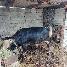 Göle ökuz