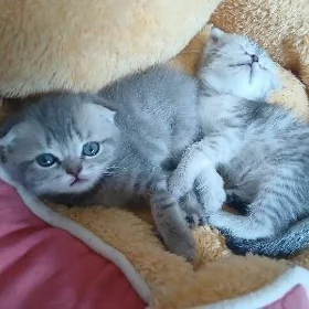 котёнок