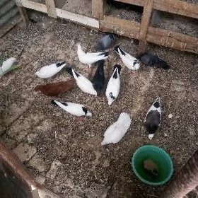 kepderi