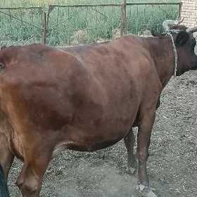 sygyr