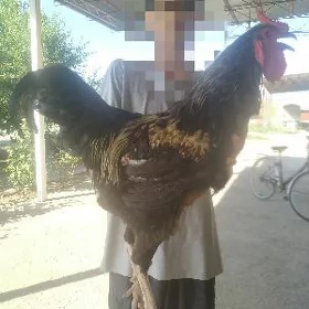 gigant towuk