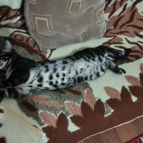 bengaliski tiger