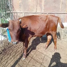 okuzce