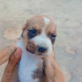 pitbul dok