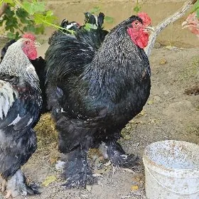 Brama
