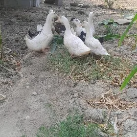 ordek gak gak