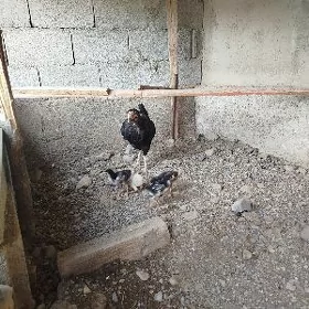 taşgent towuk