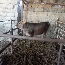 òküz  we   tuwe