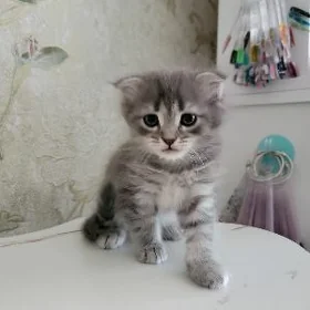 котёнок