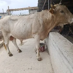 öküz
