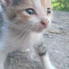 кошка