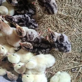 Induk jüje 3 gün bolon