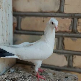kepderi
